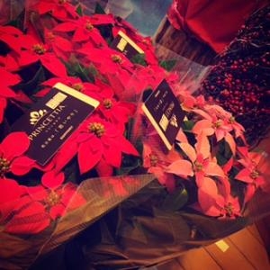 クリスマス｜「フローリスト　こはな」　（静岡県富士市の花キューピット加盟店 花屋）のブログ